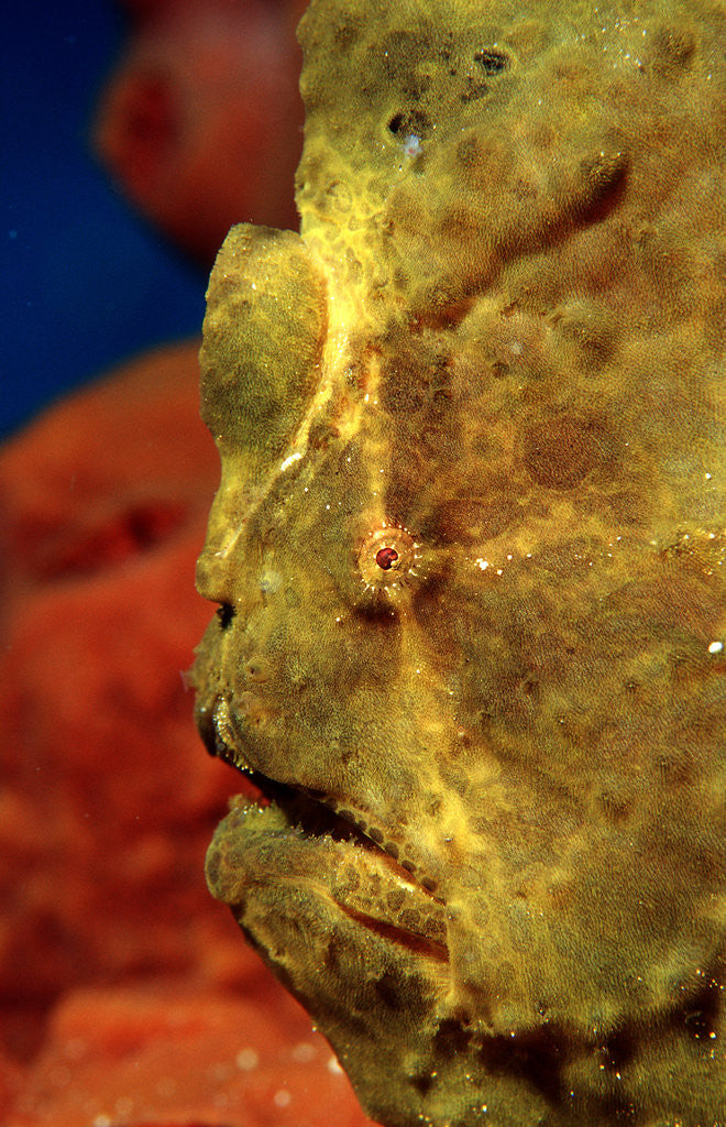 Detail of Giant Frogfish head (Antennarius commersonii), Komodo National Park, Indian Ocean. by Corbis
