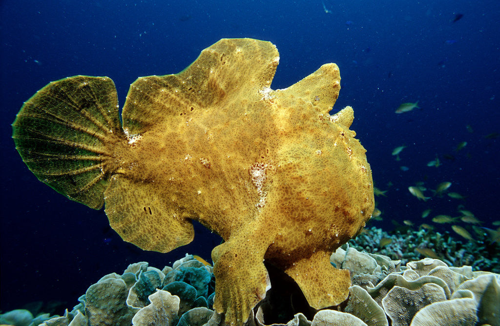 Detail of Giant Frogfish (Antennarius commersonii), Pacific Ocean, Panglao Island. by Anonymous