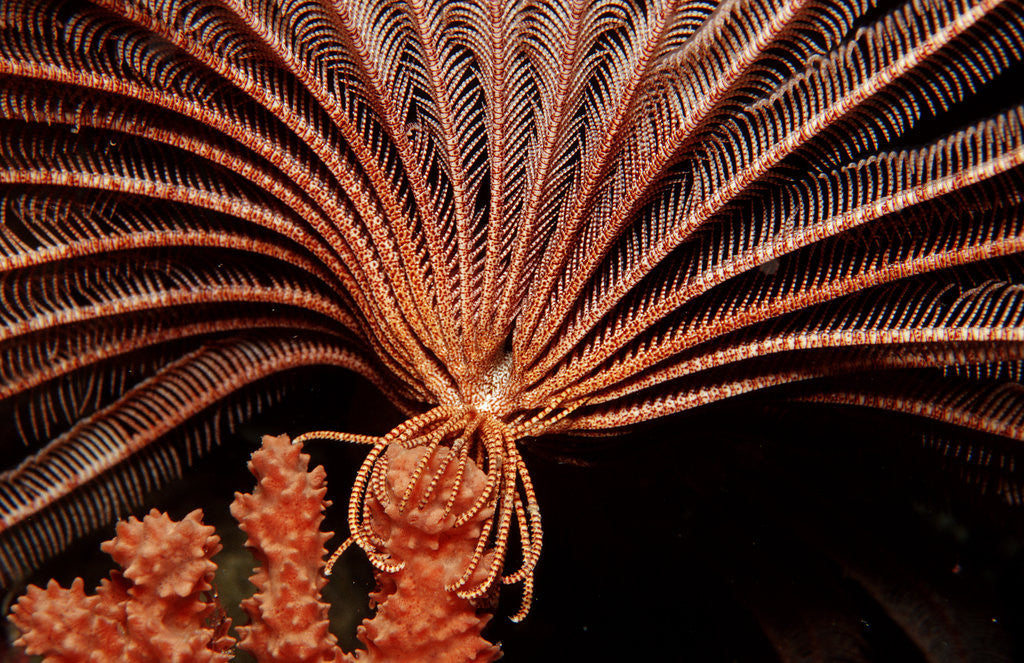 Detail of Crevice Crinoid (Comanthus parvicirrus), Pacific Ocean, Panglao Island. by Anonymous