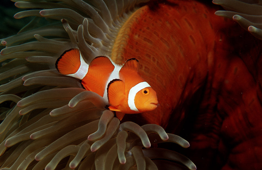 Detail of Clown Anemonefish or Clownfish (Amphiprion ocellaris) in a Sea Anemone by Anonymous
