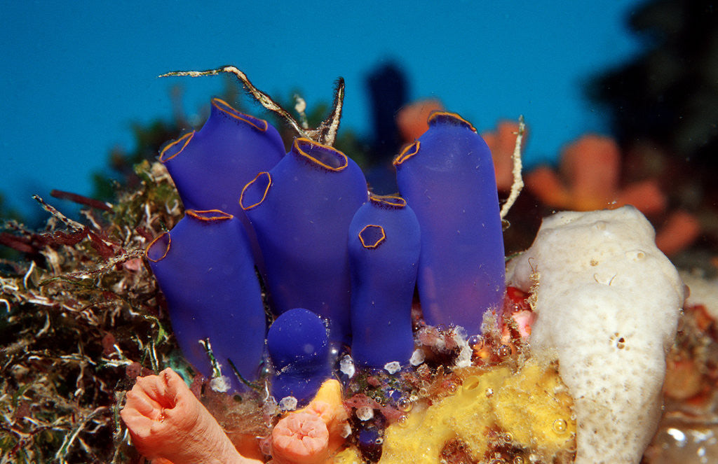 Detail of Sea Squirt Tunicates on a Coral reef (Ascidia), Pacific Ocean, Panglao Island. by Anonymous