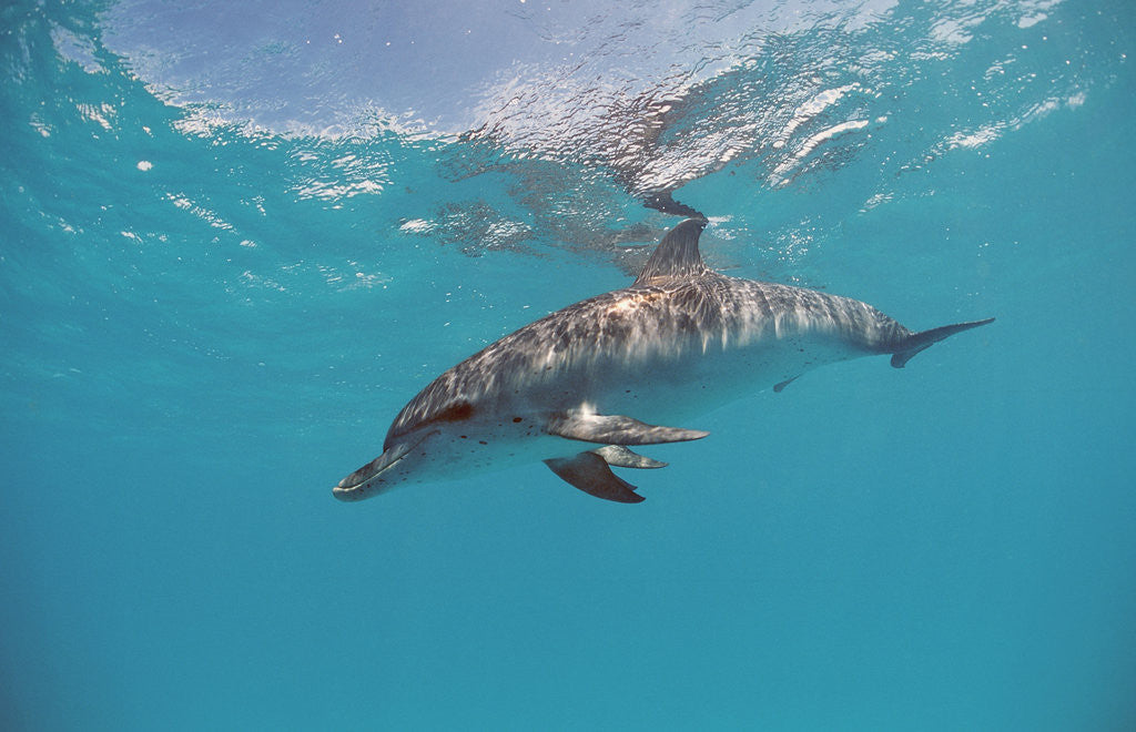 Detail of Atlantic spotted dolphin, Stenella frontalis, USA, FL, Florida, Atlantic Ocean by Anonymous