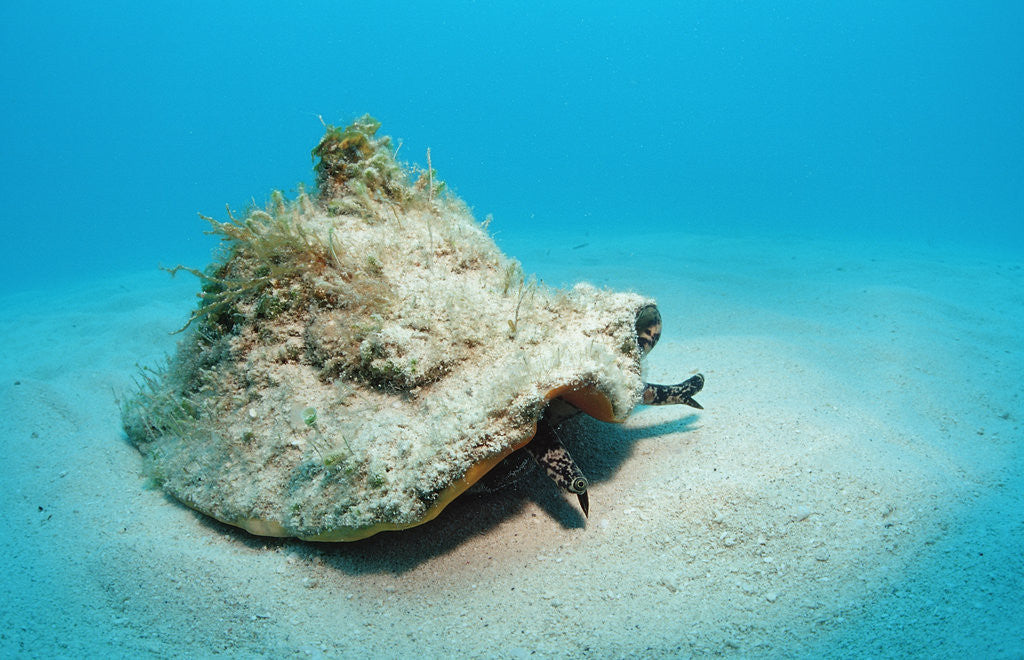 Detail of Conch active on the sandy ocean floor (Strombus gigas), Bahamas, Atlantic Ocean.\r\n by Anonymous