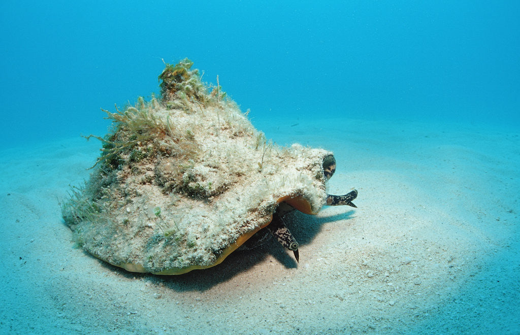 Detail of Conch active on the sandy ocean floor (Strombus gigas), Bahamas, Atlantic Ocean.\r\n by Corbis