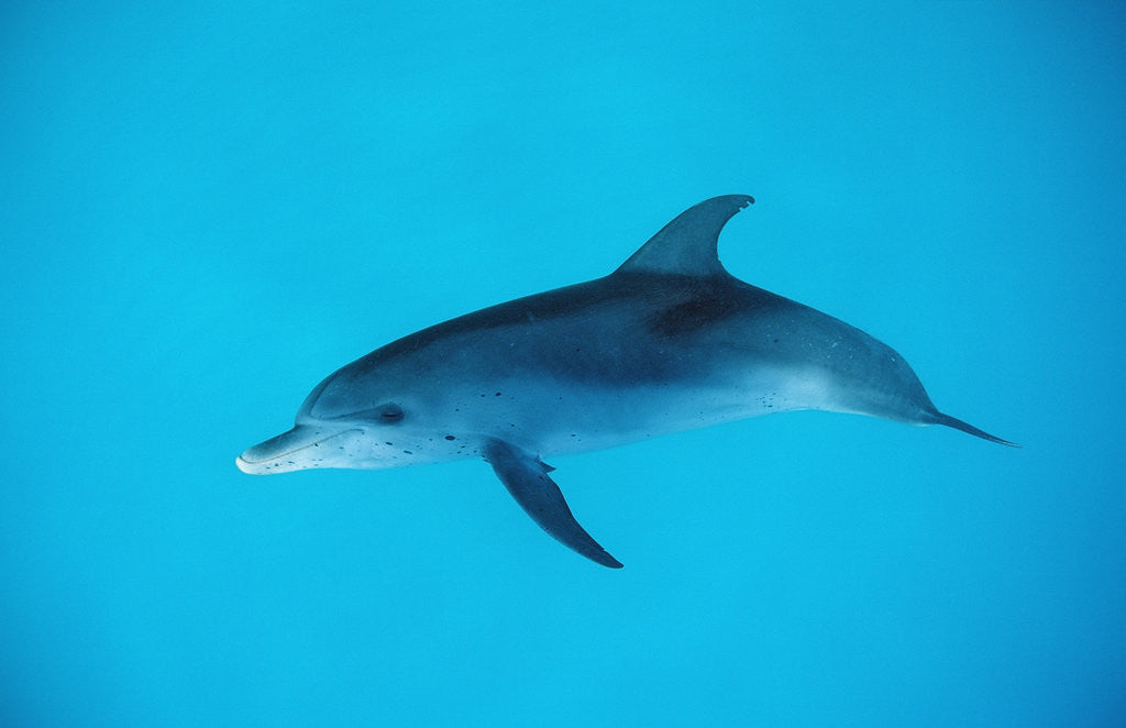 Detail of Atlantic spotted dolphin, Stenella frontalis, USA, FL, Florida, Atlantic Ocean by Corbis