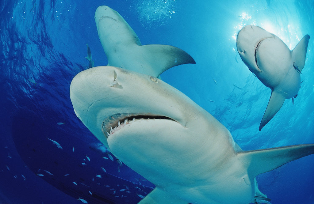 Detail of Lemon Sharks, Negaprion brevirostris, Bahamas, Grand Bahama Island, Atlantic Ocean by Anonymous