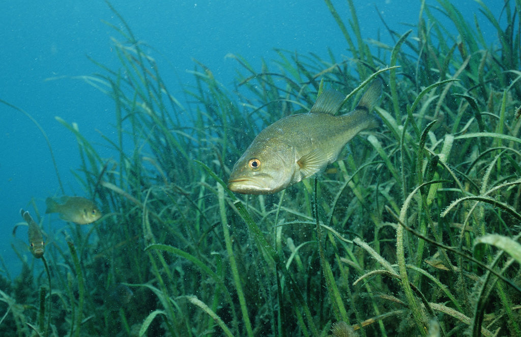 Detail of Largemouth bass, Micropterus salmoides, USA, Florida, FL by Anonymous