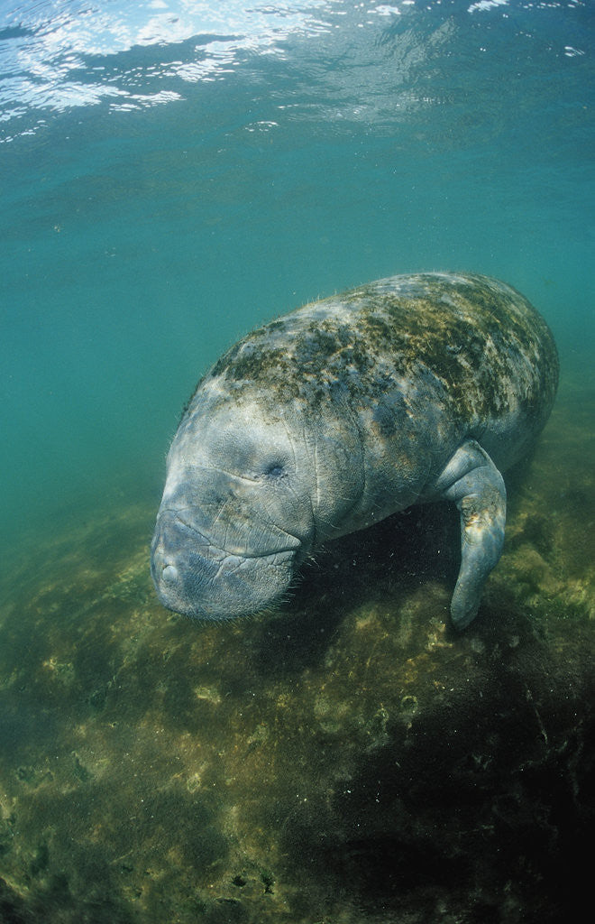 Detail of West Indian Manatee, Trichechus manatus latirostris, USA, Florida, FL, Everglades by Anonymous
