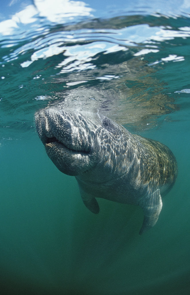 Detail of West Indian Manatee, Trichechus manatus latirostris, USA, Florida, FL, Everglades by Anonymous