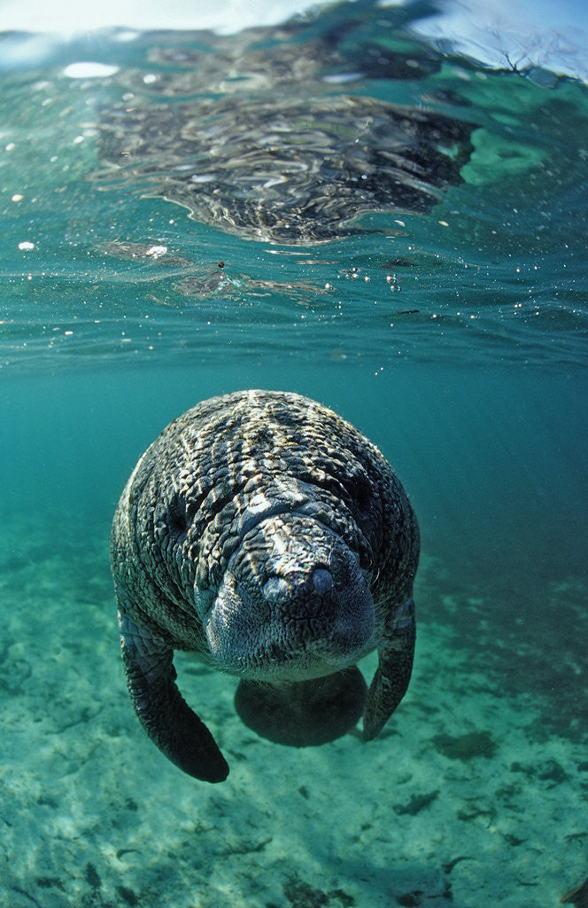 Detail of West Indian Manatee, calf, Trichechus manatus latirostris, USA, Florida, FL, Crystal River by Anonymous