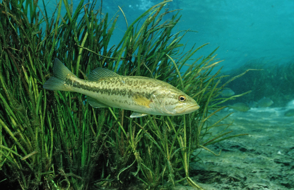 Detail of Largemouth bass, Micropterus salmoides, USA, Florida, FL by Anonymous