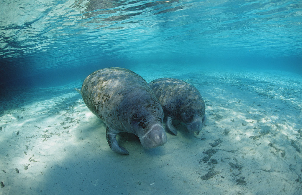 Detail of West Indian Manatee by Anonymous