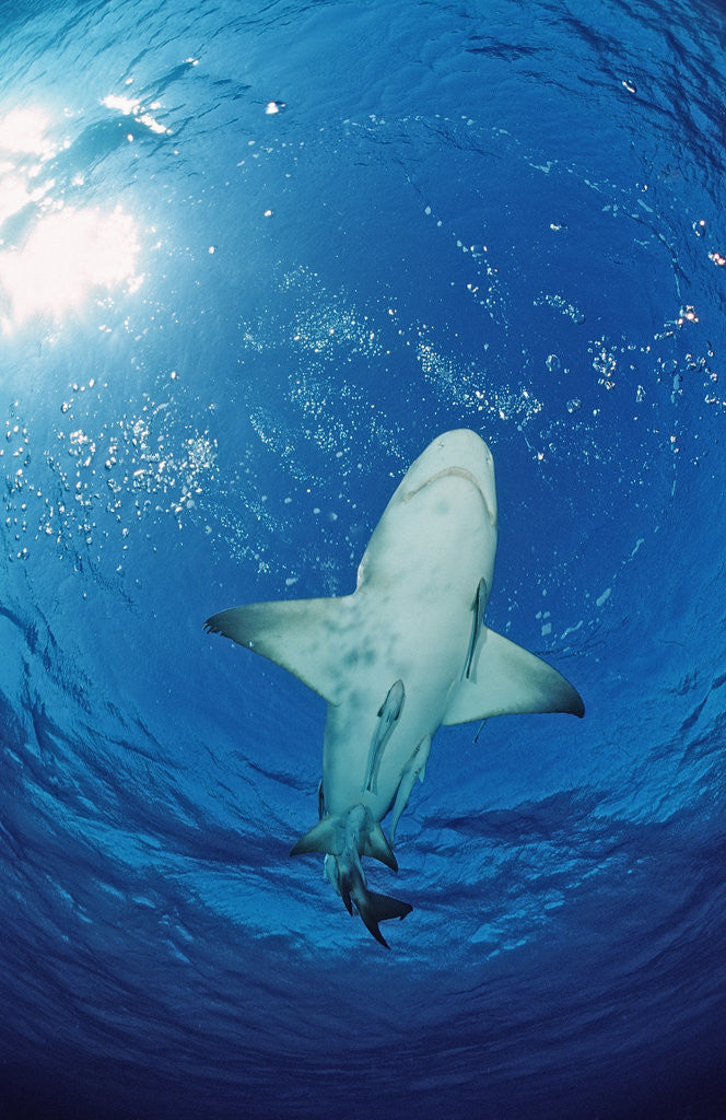 Detail of Lemon Shark, Negaprion brevirostris, Bahamas, Grand Bahama Island, Atlantic Ocean by Anonymous
