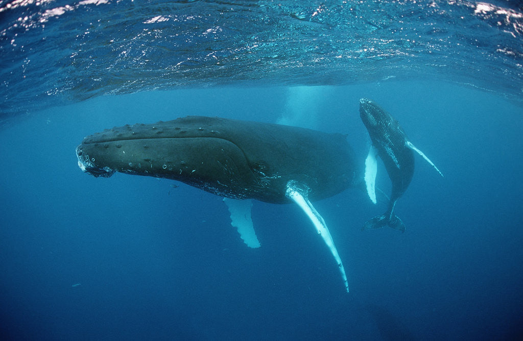 Detail of Humpback whale by Corbis