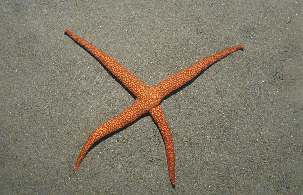 Detail of Starfish showing regeneration of injured arm, Asteroidea, Bali, Indian Ocean, Indonesia. by Anonymous