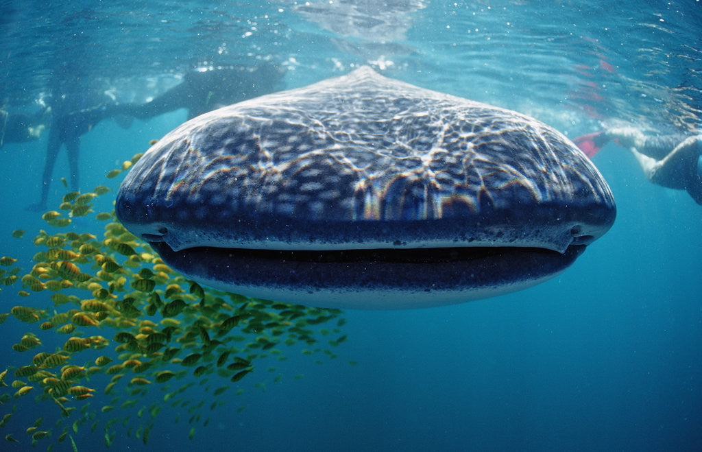 Detail of Whale shark, Rhincodon thypus, USA, Haiwaii, Pacific Ocean by Anonymous