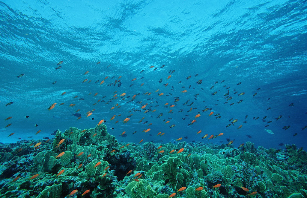 Detail of Harem Flag Basslet school above a coral reef (Pseudanthias squamipinnis) by Corbis