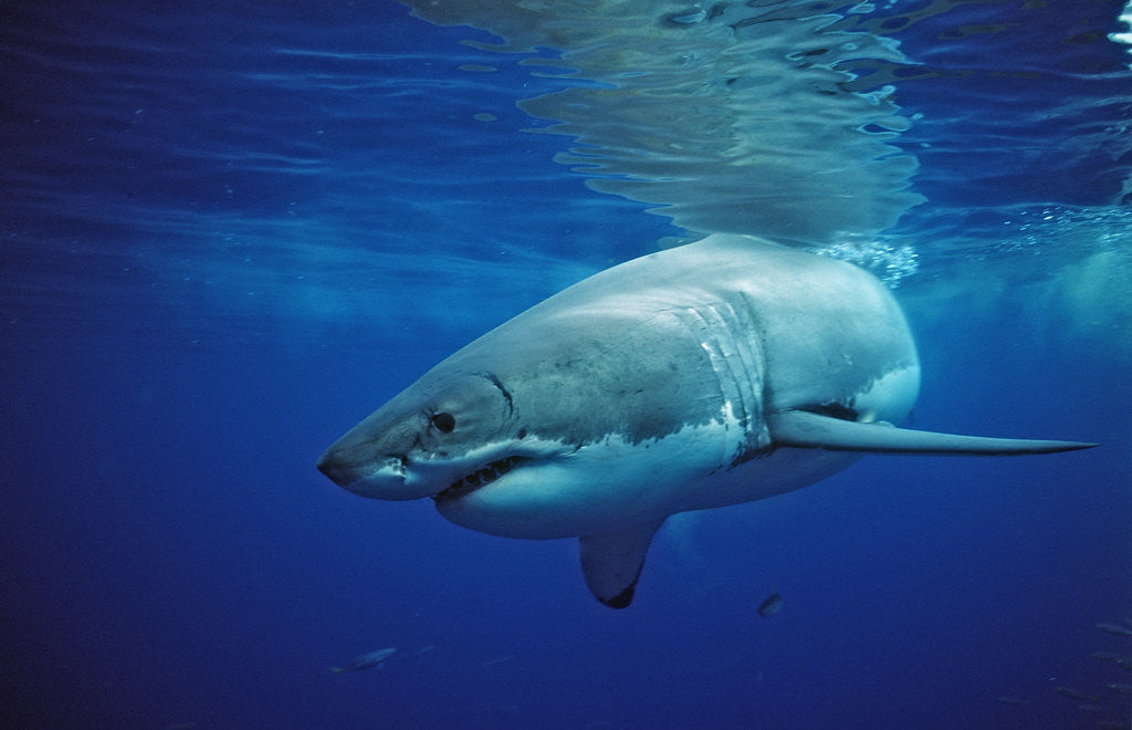 Detail of Great White Shark, Carcharodon carcharias, Mexico, Pacific ocean, Guadalupe by Anonymous