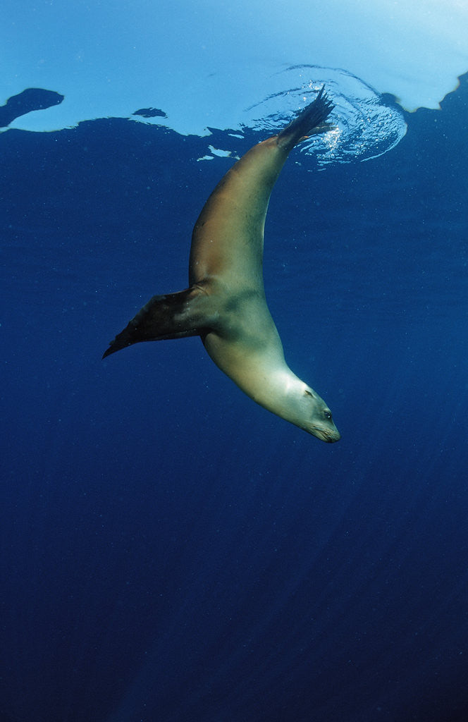 Detail of Group of Californian Sea Lion, Zalophus californianus, USA, California, Pacific Ocean by Anonymous