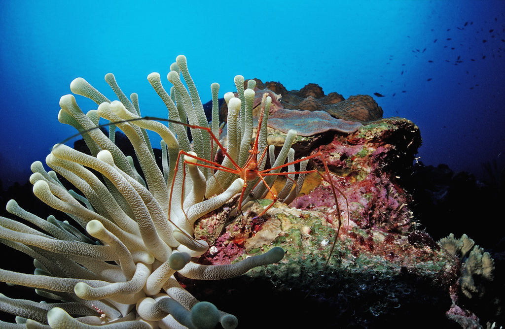 Detail of Spider hermit crabs in anemone by Anonymous