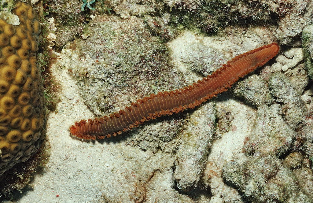 Detail of Bearded Fireworm, Hermodice carunculata, Netherlands Antilles, Bonaire, Caribbean Sea by Anonymous