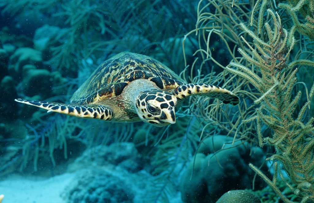 Detail of Hawksbill sea turtle, Eretmochelys imbricata, Martinique, French West Indies, Caribbean Sea by Anonymous