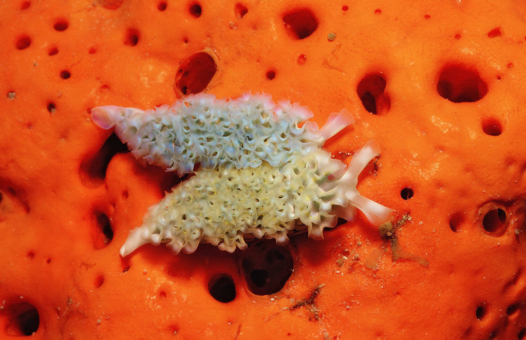 Detail of Two Lettuce sea slugs, Tridachia crispata, Saint Lucia, French West Indies, Caribbean Sea by Anonymous