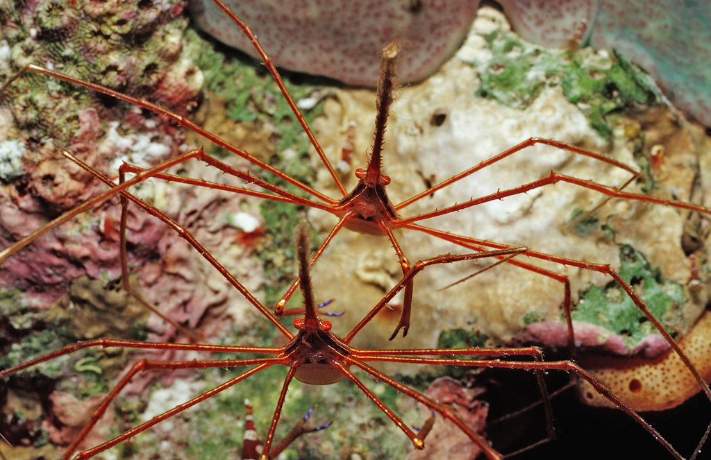 Detail of Two Spider hermit crabs, Stenorhynchus seticornis, Netherlands Antilles, Bonaire, Caribbean Sea by Anonymous