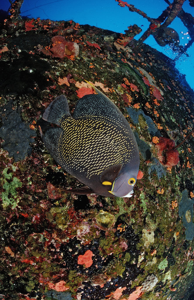 Detail of French Angelfish on the Hilma Hooker Ship Wreck by Anonymous