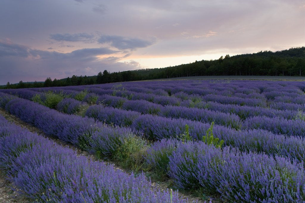 Detail of Lavender field at sunset by Anonymous