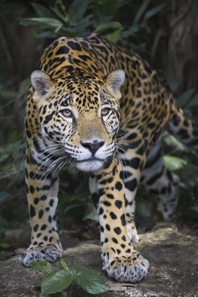 Detail of Jaguar in forest in Belize by Anonymous