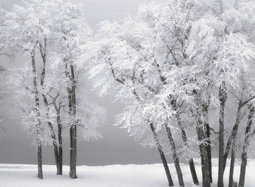 Detail of Foggy winter day at Bear Lake by Anonymous