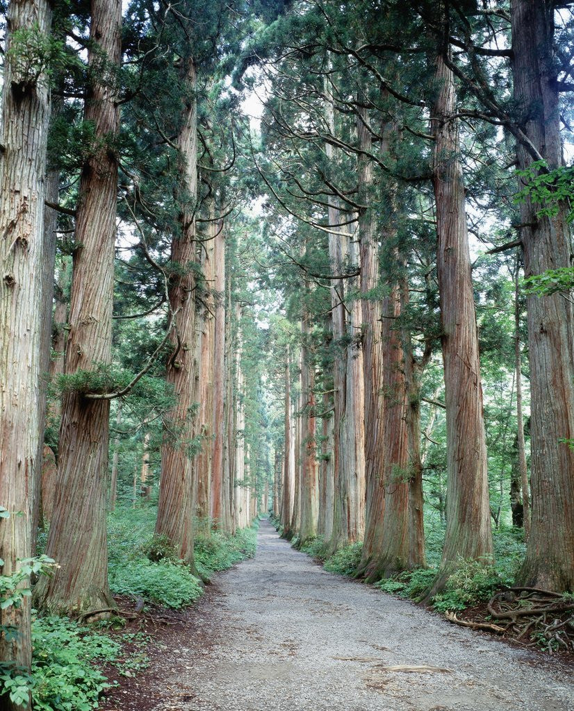 Detail of Row of Japanese Cedar by Anonymous