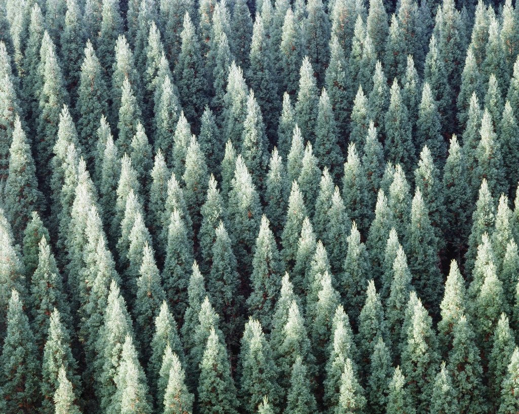 Detail of Grove of Japanese cedar trees, full frame, Hita city, Oita prefecture, Japan by Anonymous