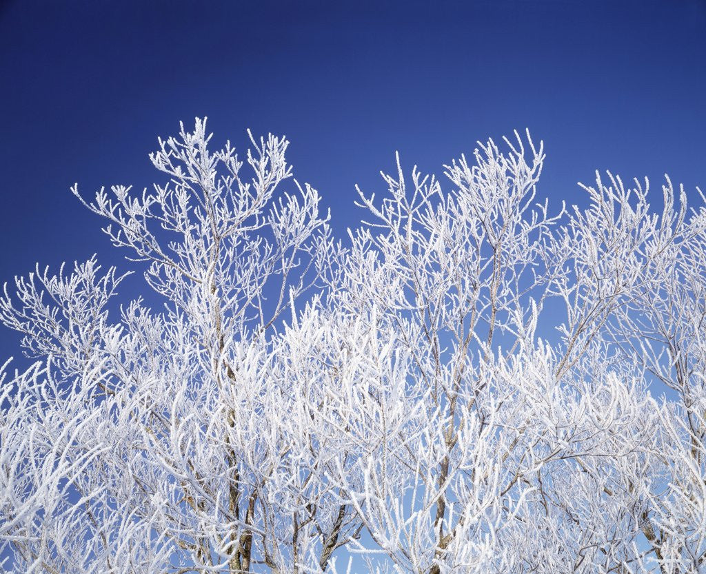Detail of Trees white with frost, blue background, Hokkaido prefecture, Japan by Anonymous