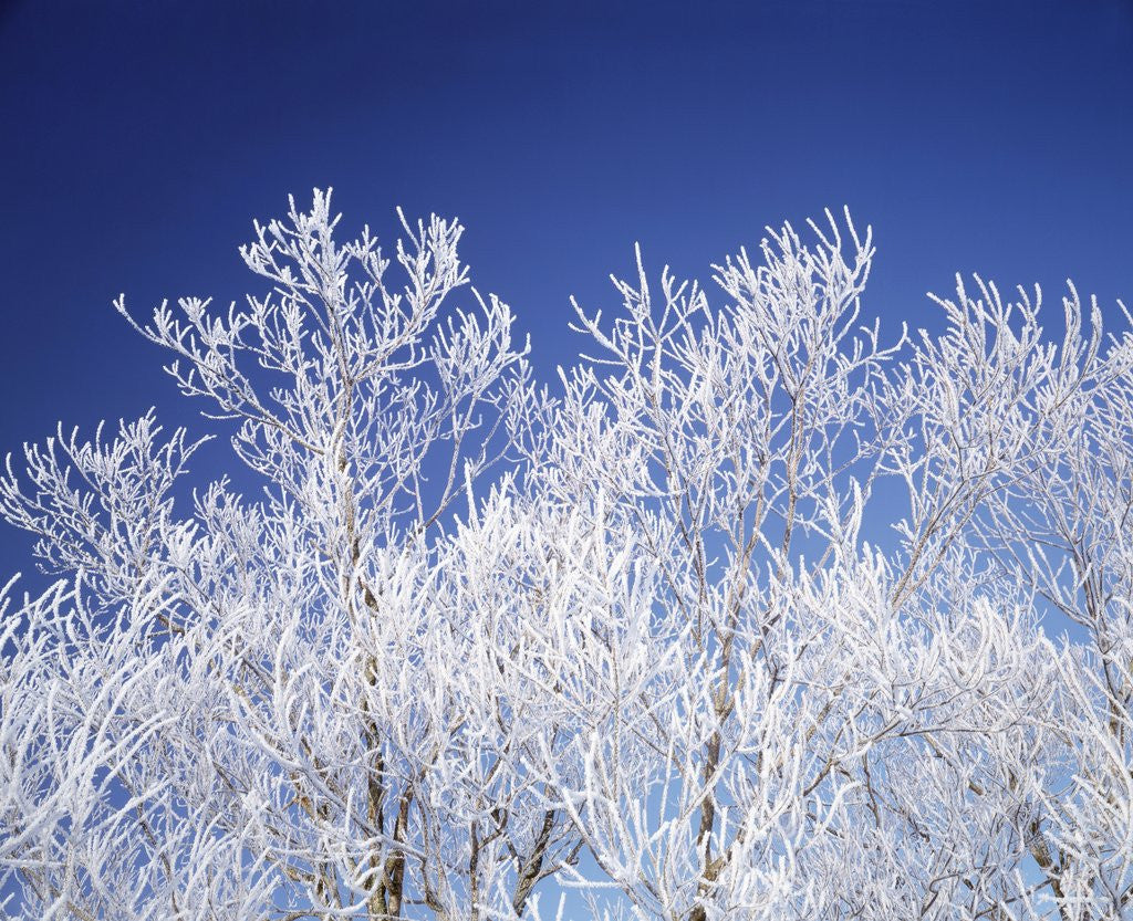 Detail of Trees white with frost, blue background, Hokkaido prefecture, Japan by Corbis