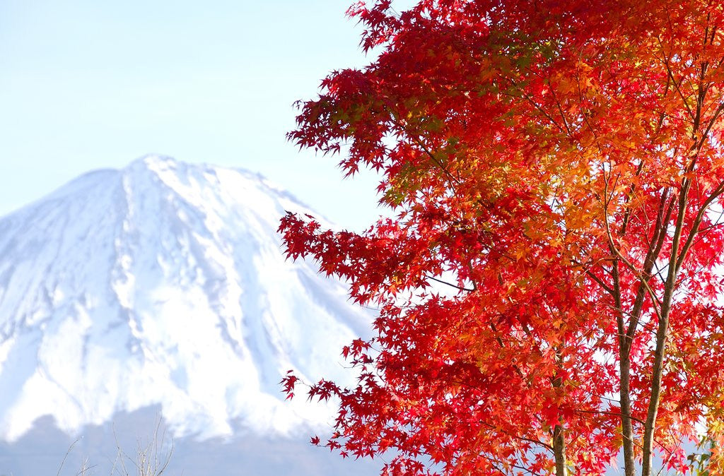 Detail of Mt. Fuji and Japanese maple tree in autumn, Yamanashi Prefecture, Honshu, Japan by Anonymous