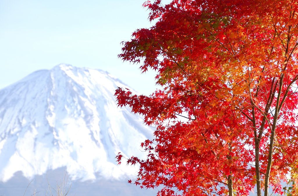 Detail of Mt. Fuji and Japanese maple tree in autumn, Yamanashi Prefecture, Honshu, Japan by Corbis