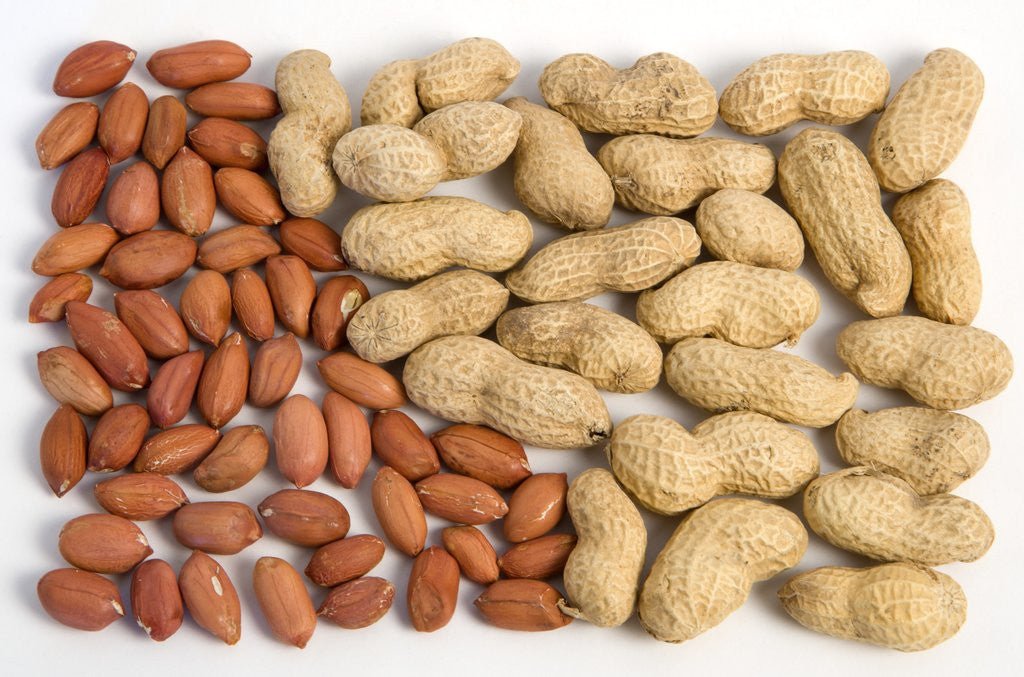 Detail of Nuts in and out of the shell by Anonymous