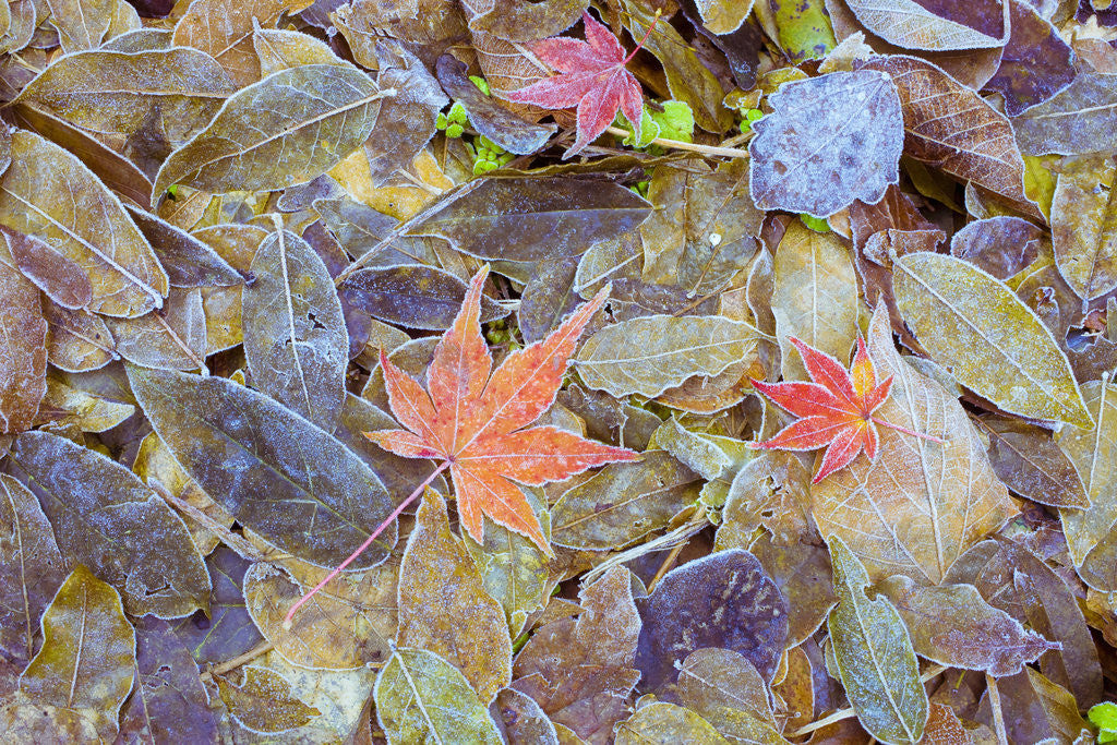 Detail of Leaves on ground covered in frost by Anonymous