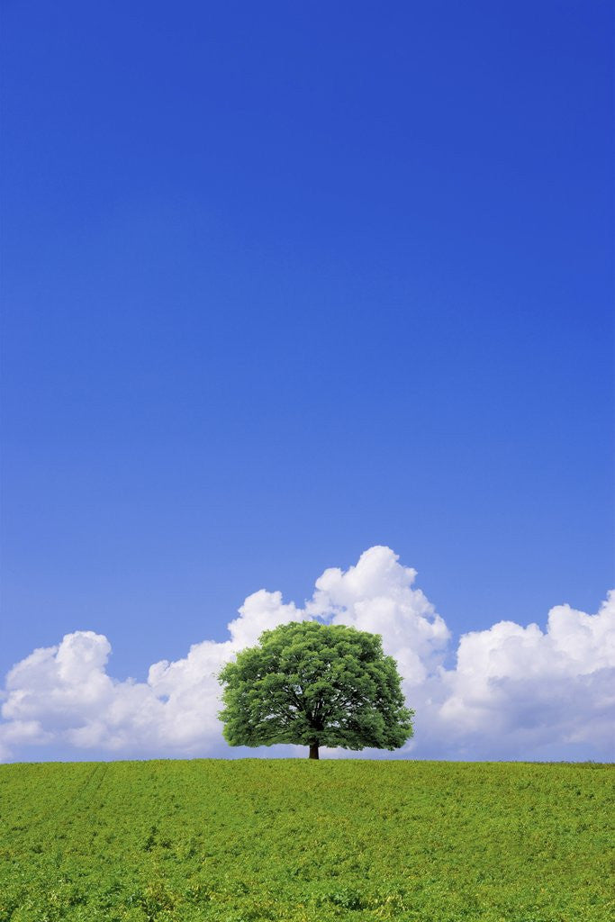 Detail of Single tree in a field under a blue sky. Hokkaido, Japan by Anonymous