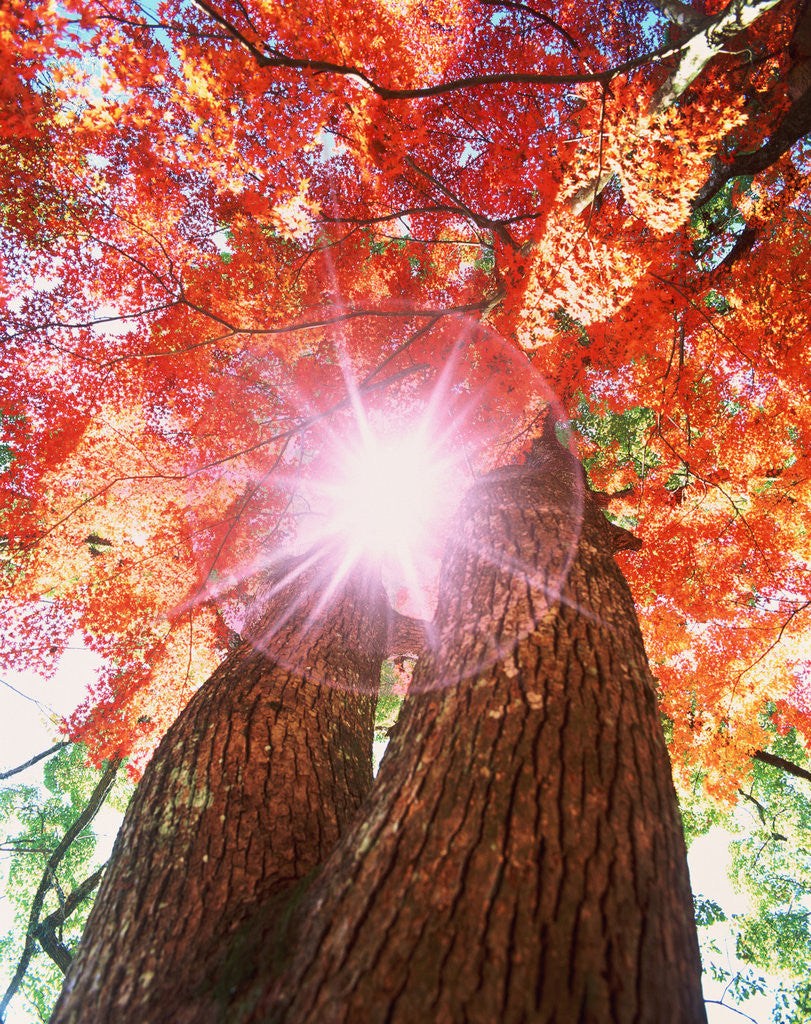 Detail of Sunlight shining through trees by Anonymous