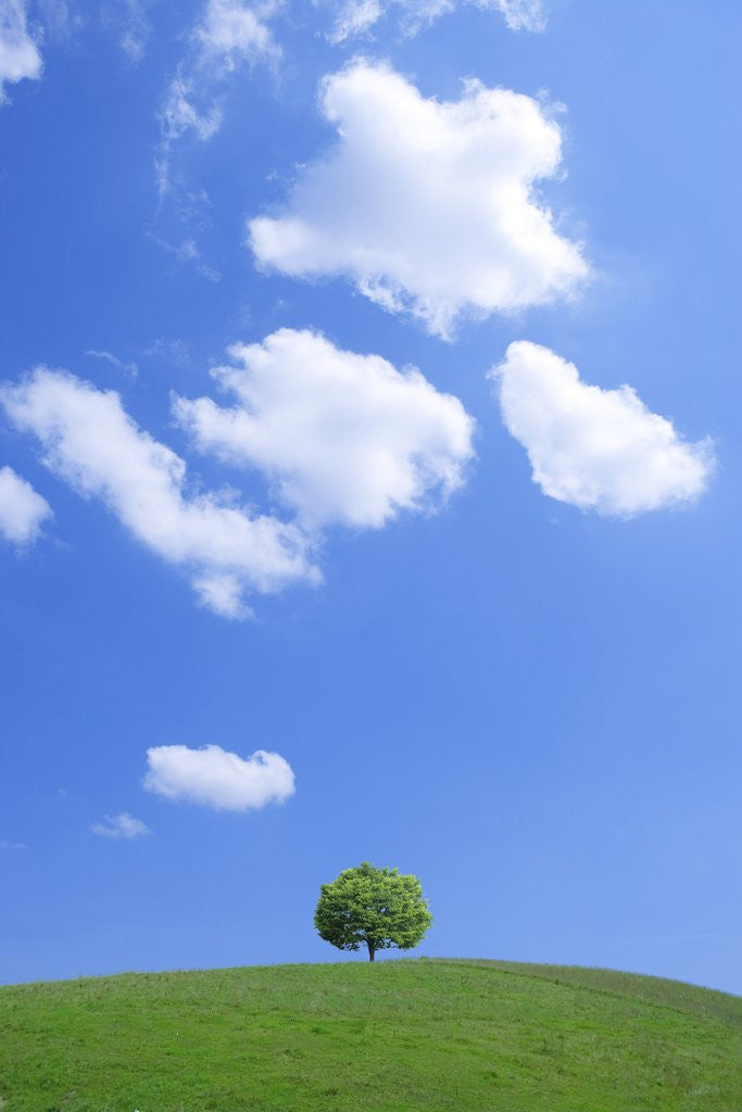 Detail of Single tree in a field under a blue sky. Hokkaido, Japan by Anonymous