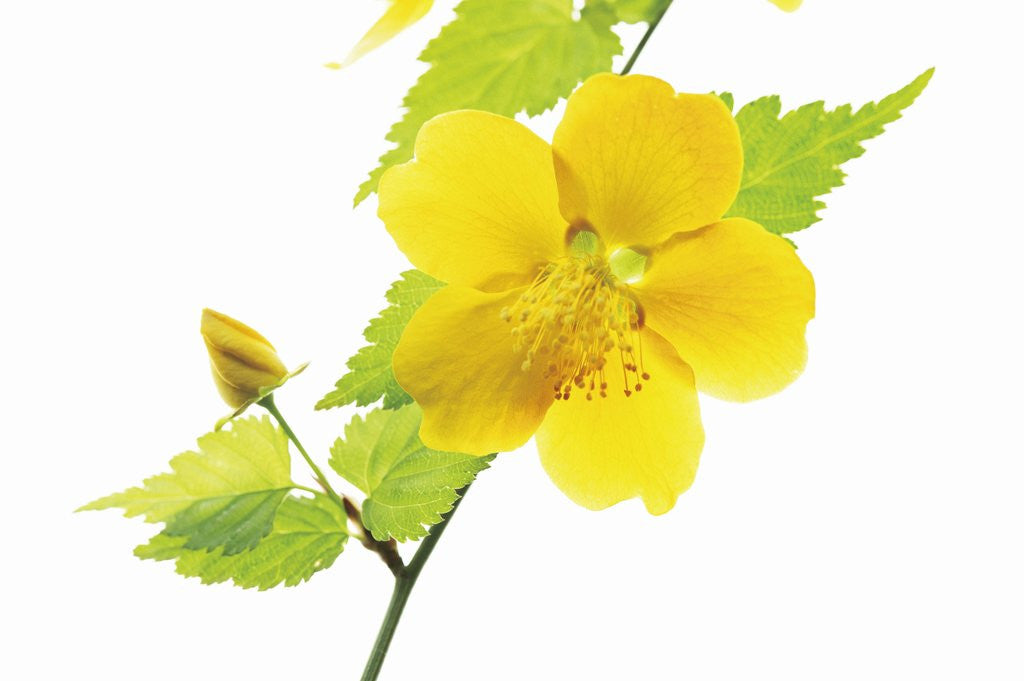 Detail of Kerria by Anonymous