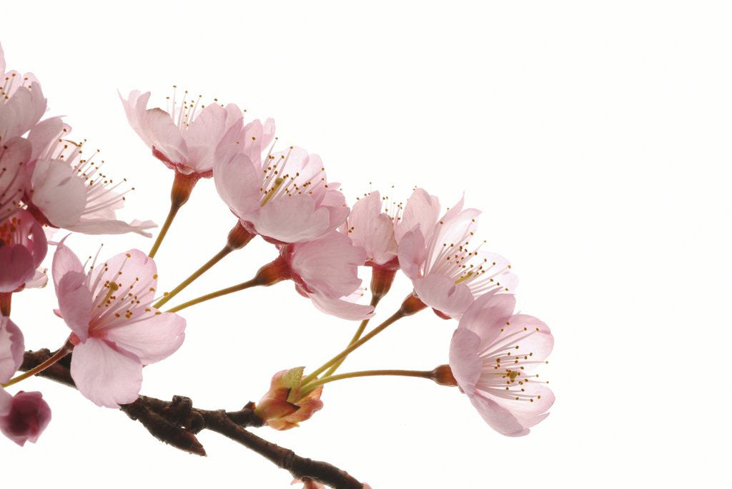 Detail of Cherry flowers, close up, white background by Anonymous