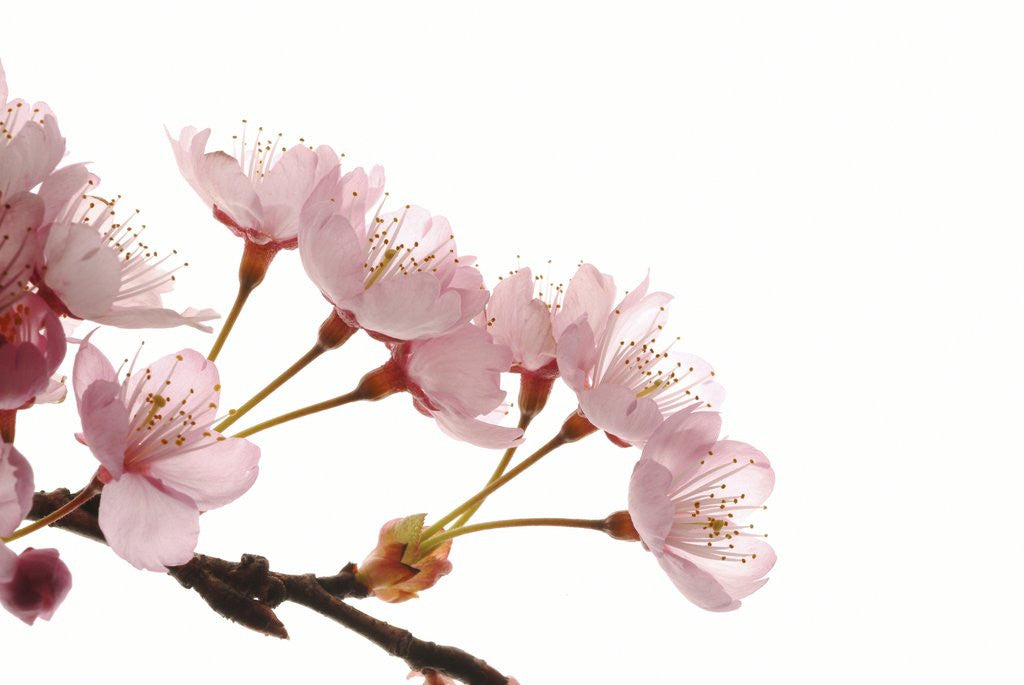 Detail of Cherry flowers, close up, white background by Corbis