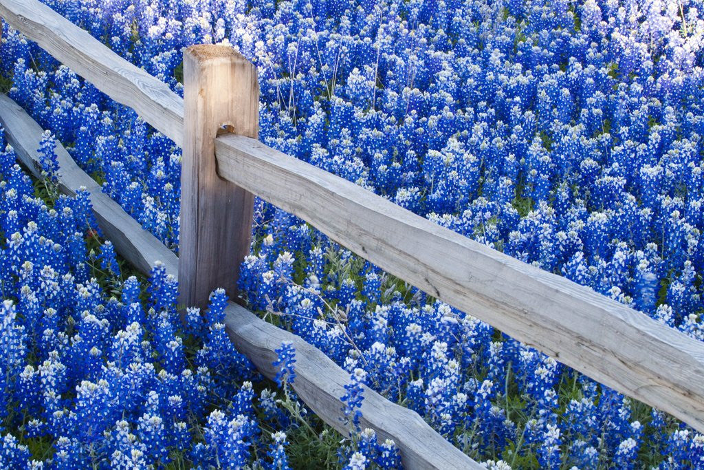 Detail of Bluebonnets along fenceline by Anonymous