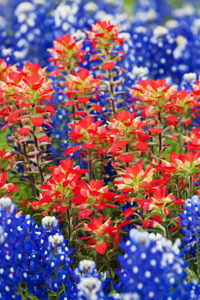 Detail of Indian paintbush and bluebonnet flowers by Anonymous