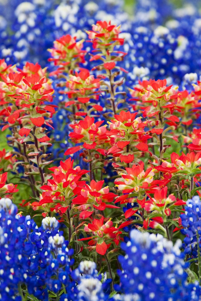 Detail of Indian paintbush and bluebonnet flowers by Corbis