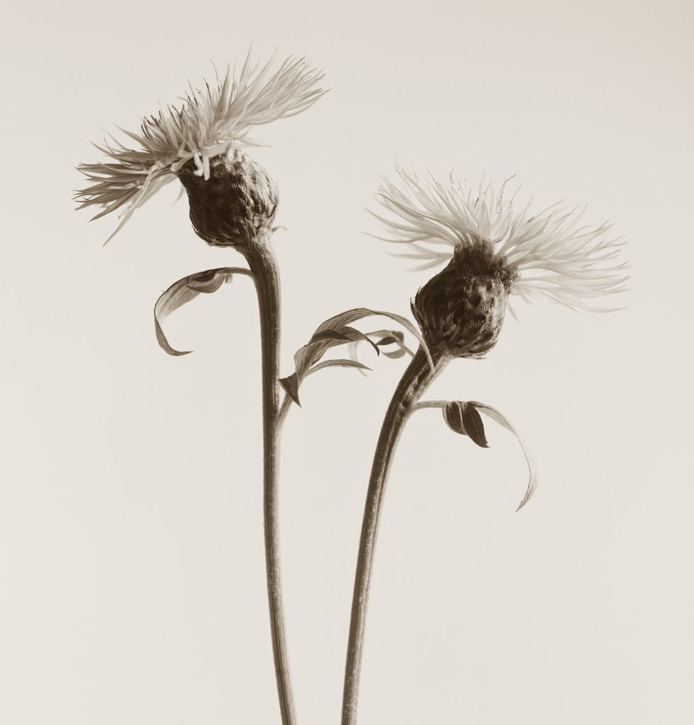 Detail of Bachelor Buttons by Tom Marks